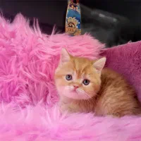 بریتیش گلد جینجر