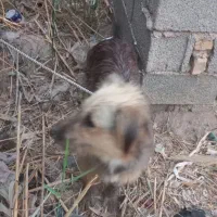 سگ فروشی|سگ|آبادان, |دیوار