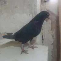 کبوتر دمسفید