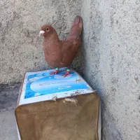 کبوترسرخ کرمانی نردرچناران