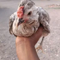 مرغ