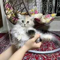 گربه بریتیش پرشین|گربه|کرمانشاه, |دیوار