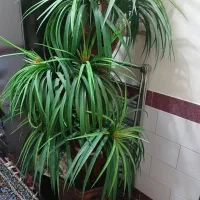 درخچه مصنوعی نخل مرداب