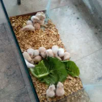 همستر|موش و خرگوش|مشهد, توس (بلوار توس)|دیوار