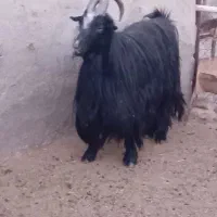 بزغاله دوبر جلو رو|حیوانات مزرعه|فرمهین, |دیوار