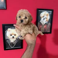 توله سگ توی پودل