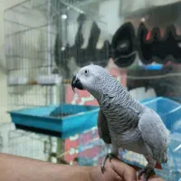 کاسکو جمله گو ۲۰۰کلام رقاص