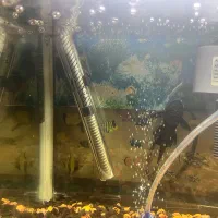 آکواریوم اصلی|ماهی|رشت, جانبازان|دیوار