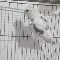 عروس هلندی دوکت نر