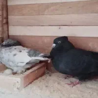 کبوتر باجفتگاه باجوجه|پرنده|رشت, سلیمانداراب|دیوار