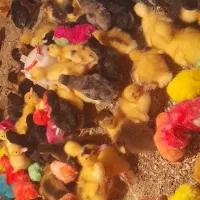 جوجه  محلی  جوجه  رنگی و جوجه اردک