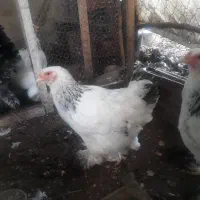 مرغ نژاد برهما|حیوانات مزرعه|کومله, |دیوار