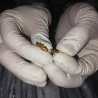 سمپاشی با هوش مصنوعی ضمانت کتبی ساس رسمی