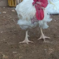 مرغ مادر|حیوانات مزرعه|اشنویه, |دیوار