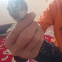 فروش سهره و مرغ شاخدار|پرنده|آبگرم, |دیوار