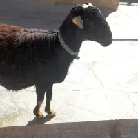 بره قوچ