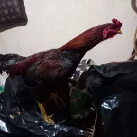 خروس لاری|حیوانات مزرعه|فسا, |دیوار