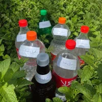 عرق نعنا