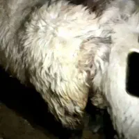 بره ماده قوچ خورده|حیوانات مزرعه|کامفیروز, |دیوار