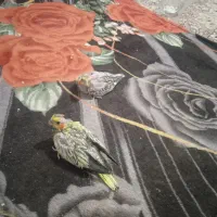 عروس هلندی جوجه