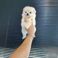 پامرانین عروسکی قیمت ۶۵۰۰/|سگ|کرج, گوهردشت|دیوار