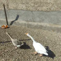 قوغاز و غاز محلی