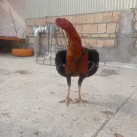 خروس لاری مرغ لاری