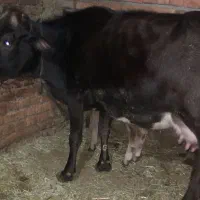 گاو با گوساله نر