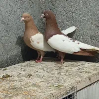 ابلغ افغانی