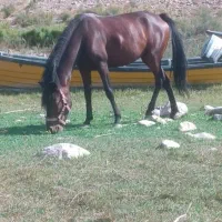 اسب گمشده در منطقه منجیل جمال آباد|حیوانات|منجیل, |دیوار