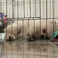 توله پامرانین خرسی سفید ماده|سگ|بندر انزلی, کلیور|دیوار