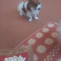 پامرین روباهی نر(پنج ملیون)|سگ|قرچک, پویینک|دیوار