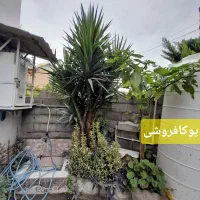 فروش گلهای رنگارنگ|گل و گیاه طبیعی|رامسر, |دیوار