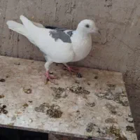 یکت کبود آلمانی|پرنده|قزوین, |دیوار