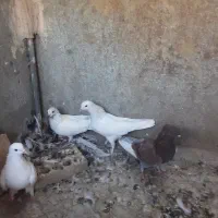 کفتر|پرنده|یزد, |دیوار