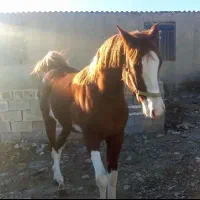 کره خالص دوساله،با موتور خوب هم معاوضه میکنم
