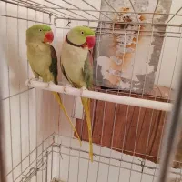شاه طوطی جفت مولد