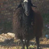 گوسفندجوان چاق