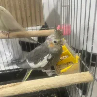 عروس هلندی نر مولد|پرنده|تهران, ائمه اطهار|دیوار