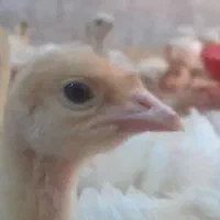 جوجه بوقلمون فوق سنگین گوشتی بیوتی۶( زرین)