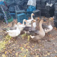 فروش ۸ غاز محلی|حیوانات مزرعه|سرعین, |دیوار