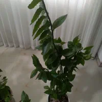 قابلمه وماهیتابه دست دوم میخوام