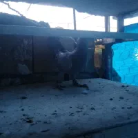 کبوتر مسافتی.  عالی|پرنده|محمدشهر, محمدشهر|دیوار