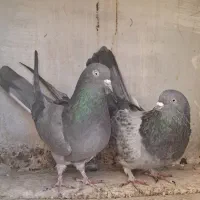 نر و ماده دوده ای