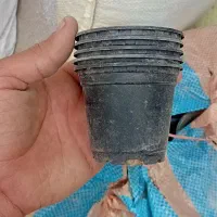 گلدان ۸ ژله ای