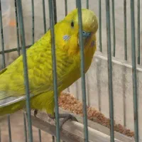 مرغ عشق نر|پرنده|آبادان, |دیوار