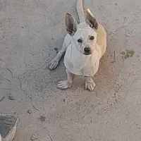 سگ پاکوتاه|سگ|فردوس (کرمان), |دیوار