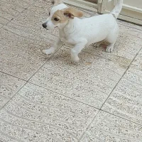 سگ بیگل