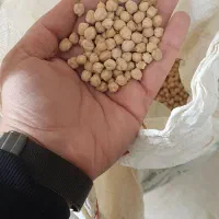 نخود پاییزه،منی ۳۴۰