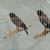 دوتا مرغ مینای بالغ نر